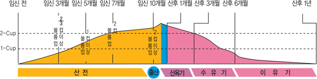 바스트 변화 차트